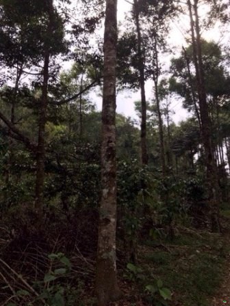 Reforestation on the forest land which is currently used for planting agricultural and industrial crops by applying agroforestry solutions in the period 2018- 2020